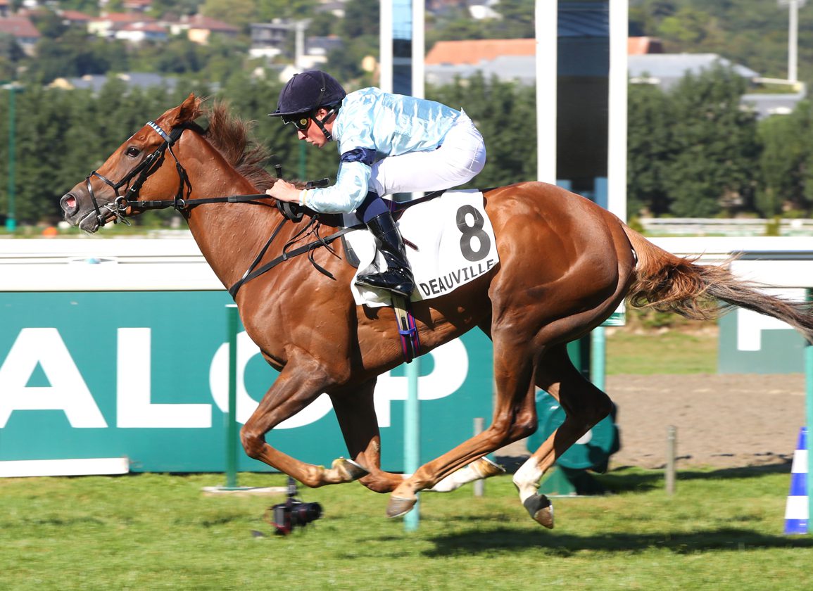 Carreras americanas en vivo hoy - Aqueduct Picks