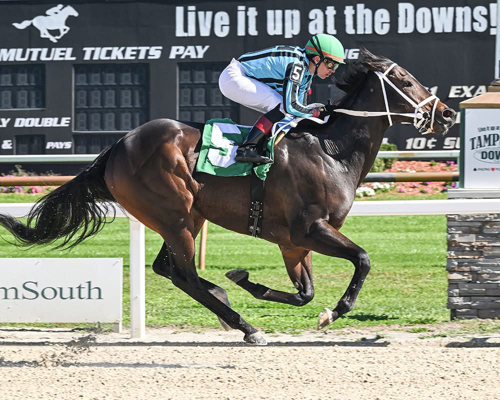 Retrospecto hipismo Internacional: Datos Tampa Bay Downs