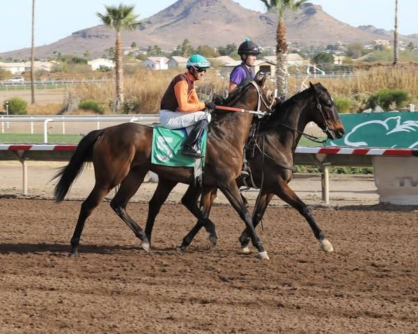Pronóstico Turf Paradise: Resultados carreras de caballos hoy MasterBets365.com
