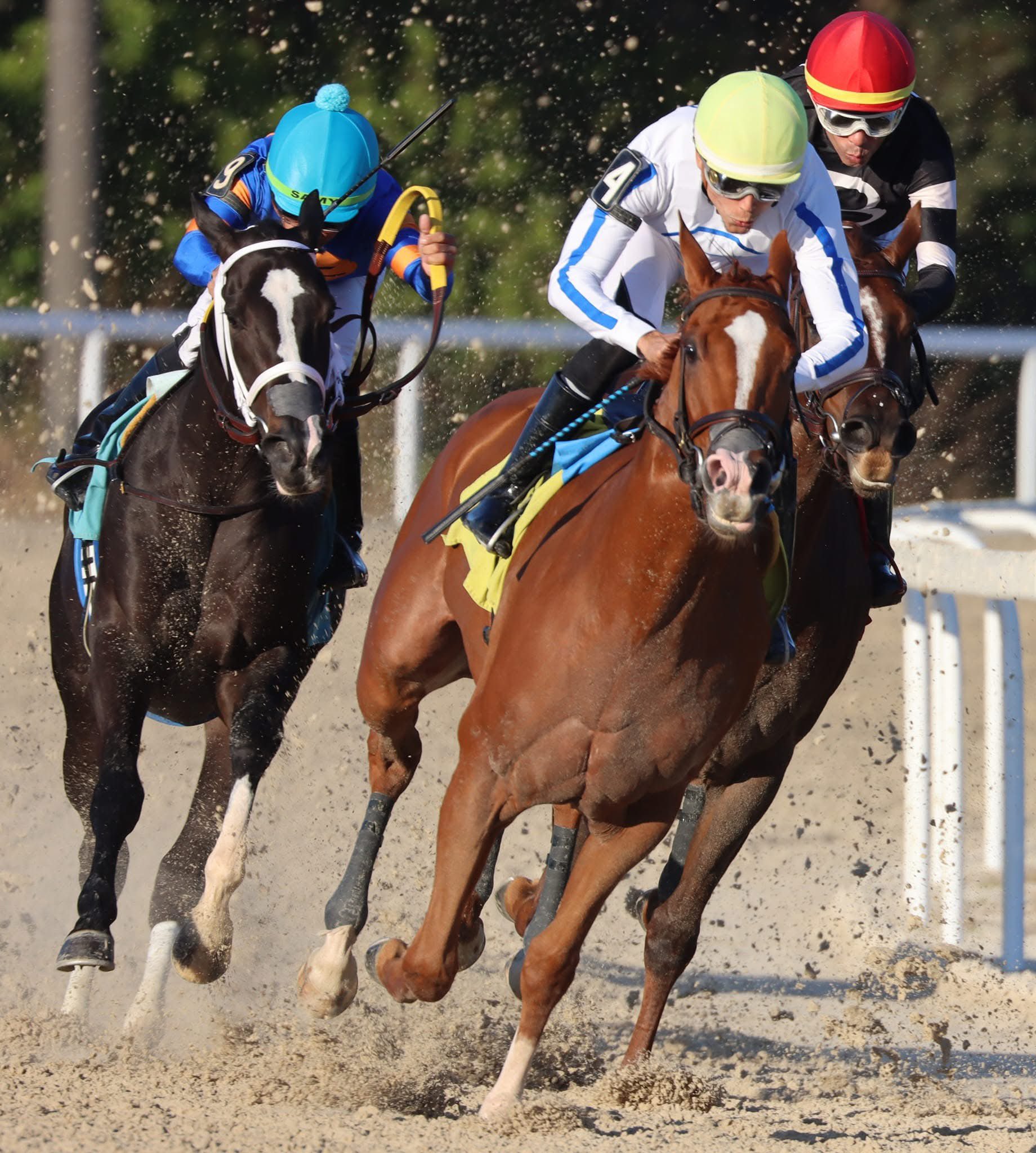Resultados carreras de caballos hoy: Pronóstico tampa bay downs Masterbets365.com