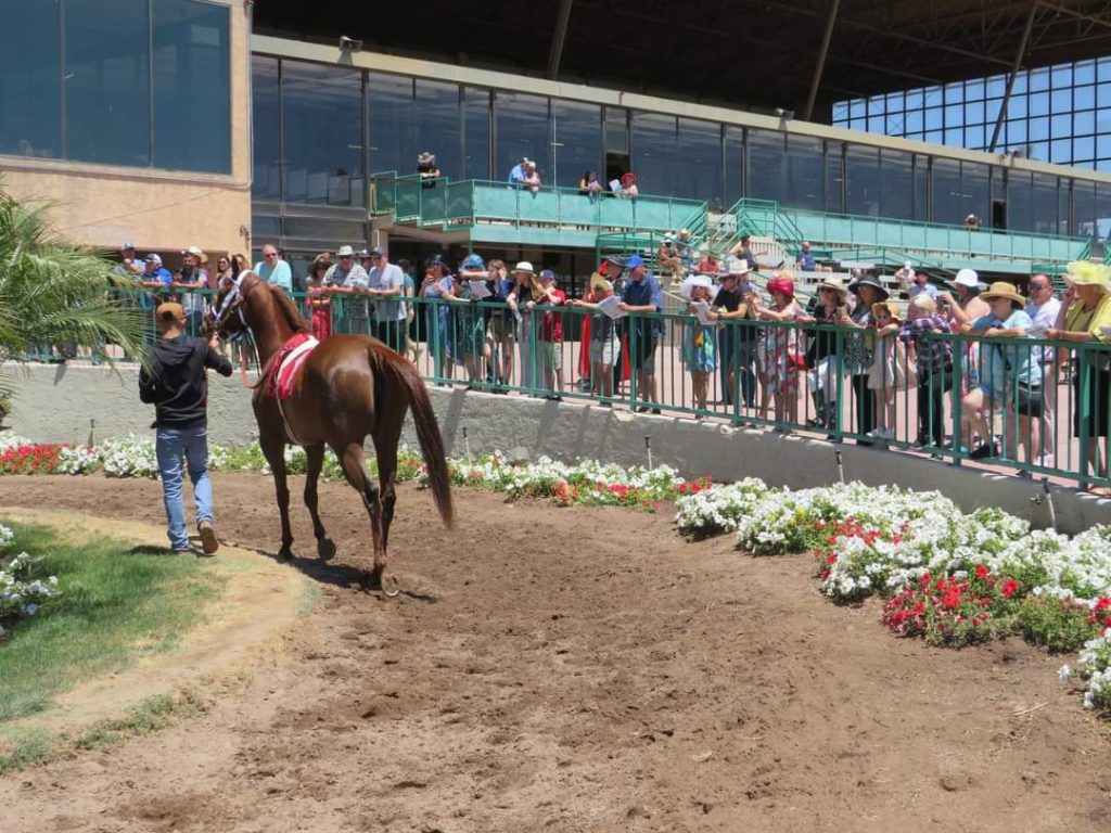 Pronóstico Turf Paradise: Resultados carreras americanas hoy MasterBets365.com