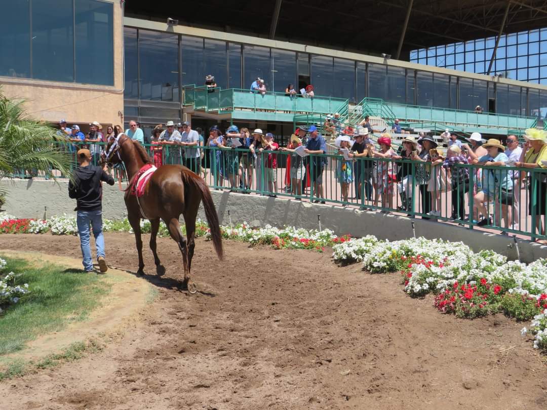 Pronóstico Turf Paradise: Resultados carreras americanas hoy MasterBets365.com