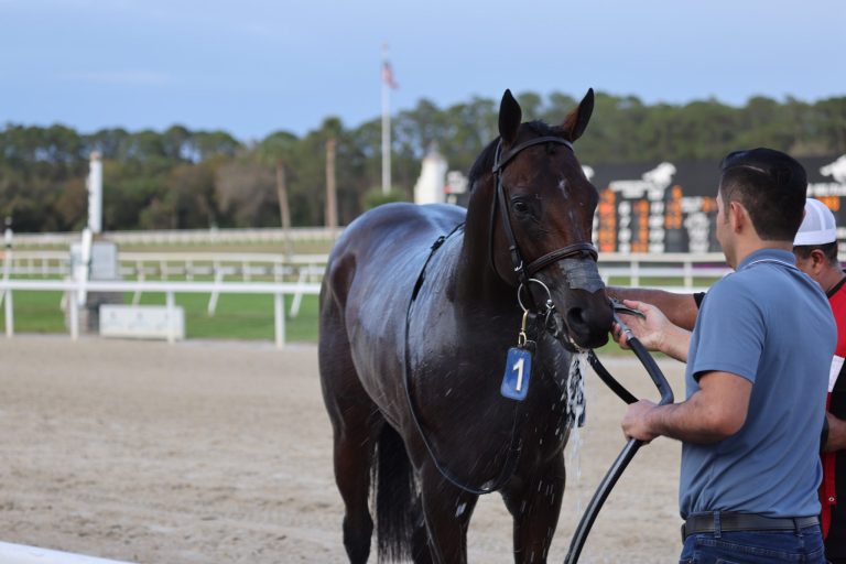 Marcas Tampa bay downs: Pronósticos hípicos para hoy MasterBets365.com