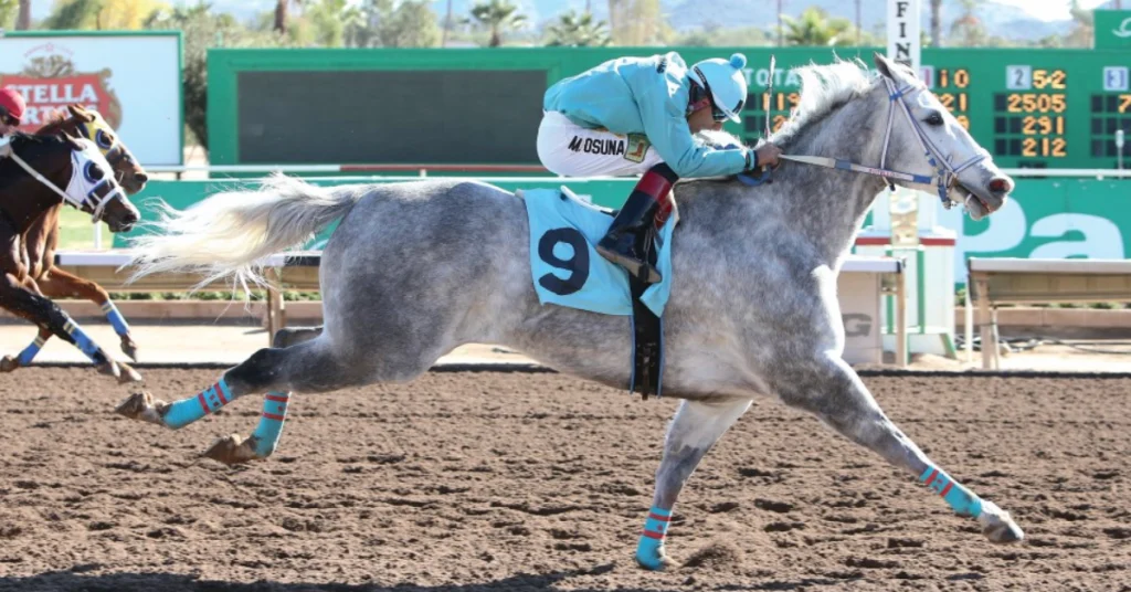 Turf paradise resultados: Apuestas de caballos internacionales MasterBets.com