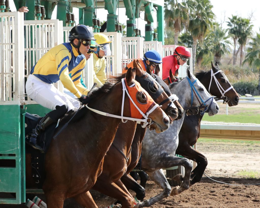 Datos Turf Paradise: Quick picks americanas MasterBets365.com