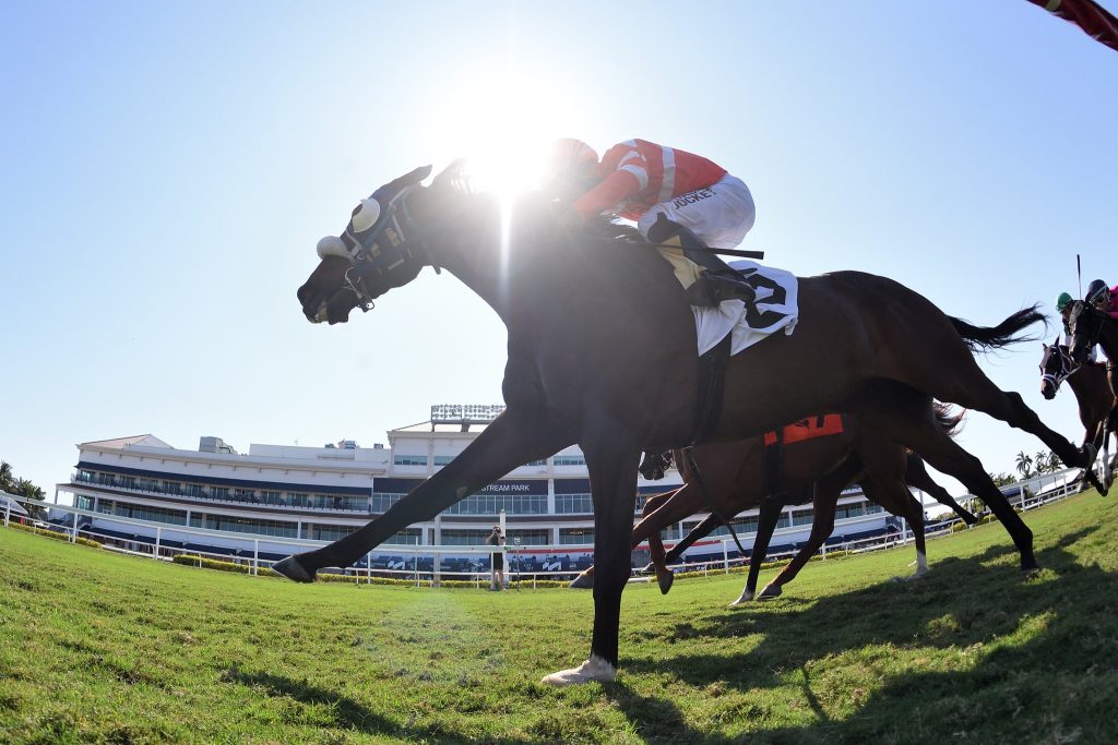 Retrospecto Gulfstream Park: Marcas para las carreras americanas Masterbets365.com