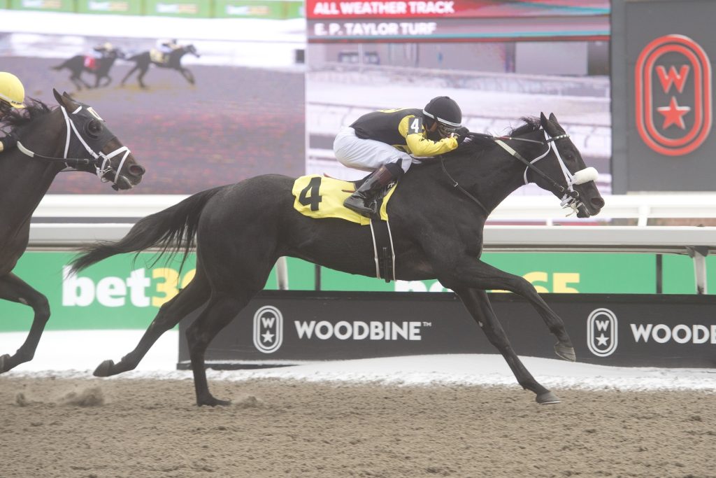 Resultados woodbine: Datos y picks gratis para carreras americanas MasterBets365.com