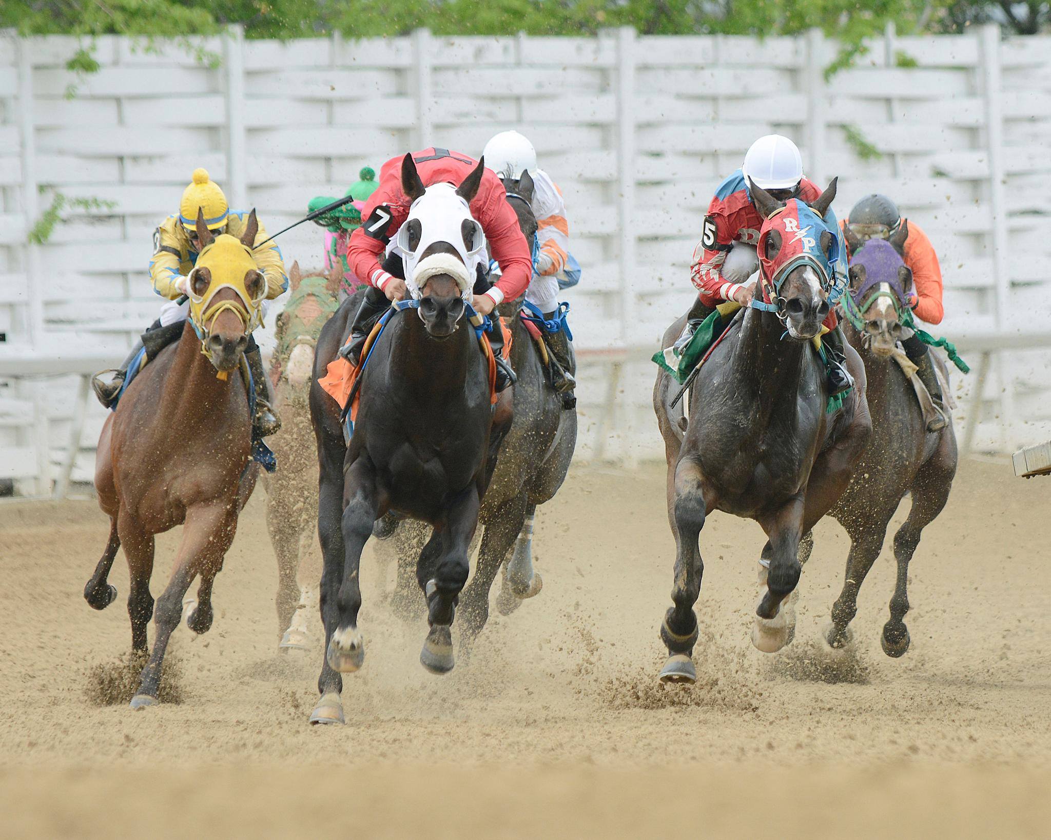 Thistledown en vivo: Datos hípicos gratis carreras internacionales MasterBets365.com