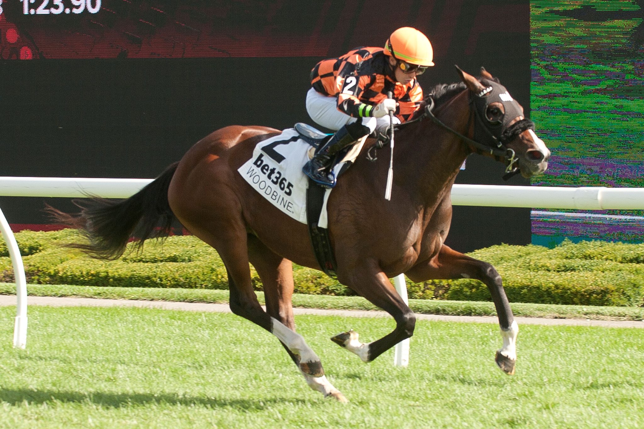 Woodbine carreras en vivo: Datos y picks gratis para carreras americanas MasterBets365.com
