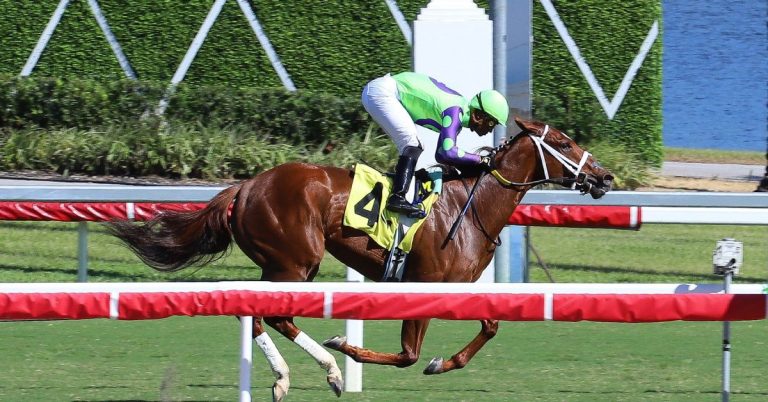 Datos de Gulfstream Park hoy gratis 1 de Noviembre MasterBets365 carreras americanas apuestas