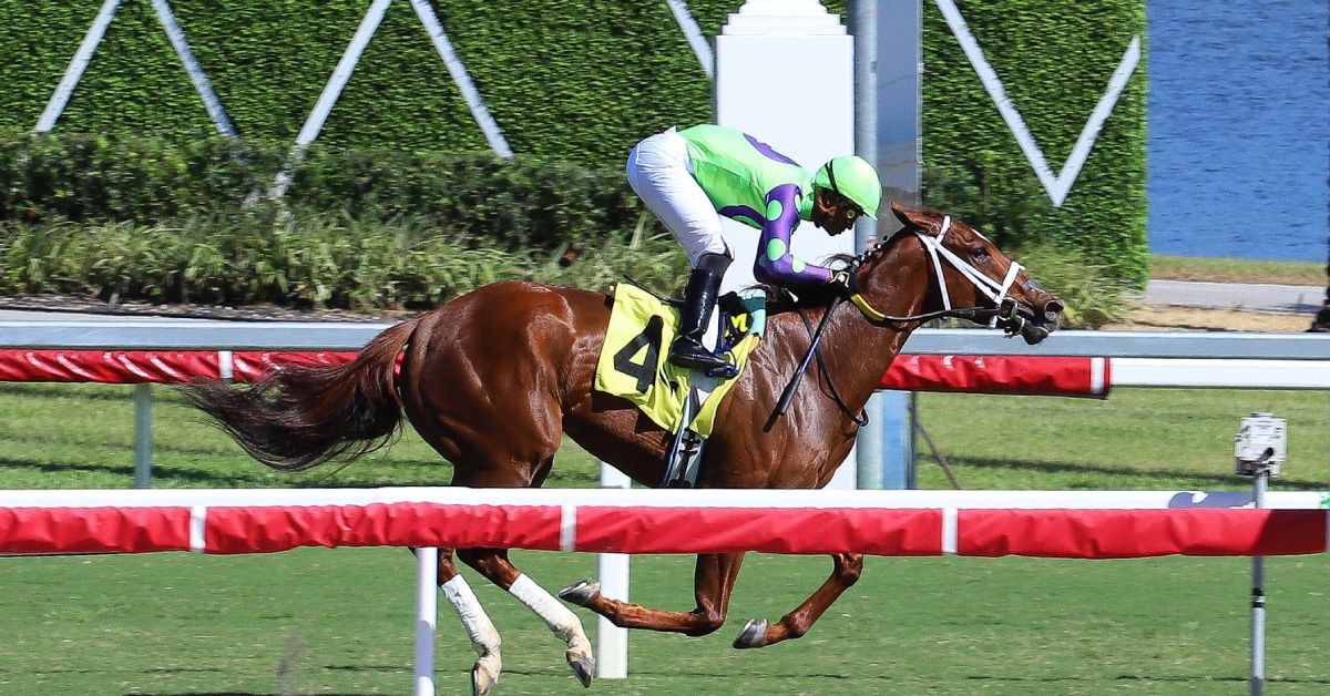 Datos de Gulfstream Park hoy gratis 1 de Noviembre MasterBets365 carreras americanas apuestas
