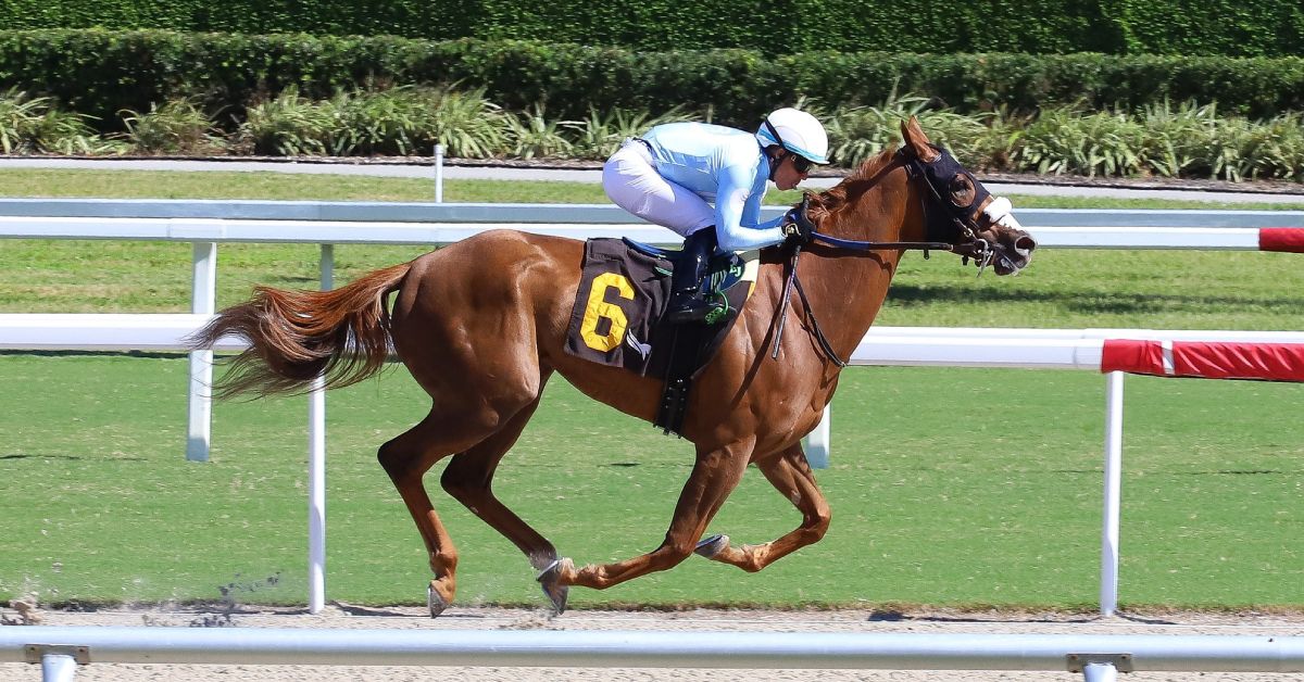 Datos fijos de Gulfstream Park 2 de noviembre MasterBets365 picks carreras de caballos en español