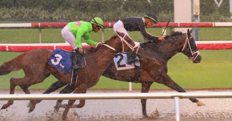 Datos fijos de Gulfstream Park hoy 11 de Octubre MasterBets365