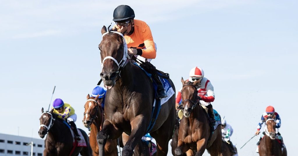 Datos para Belmont Park hoy 2 de noviembre MasterBets365 horse racing tips