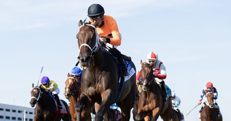 Datos para Belmont Park hoy 2 de noviembre MasterBets365 horse racing tips