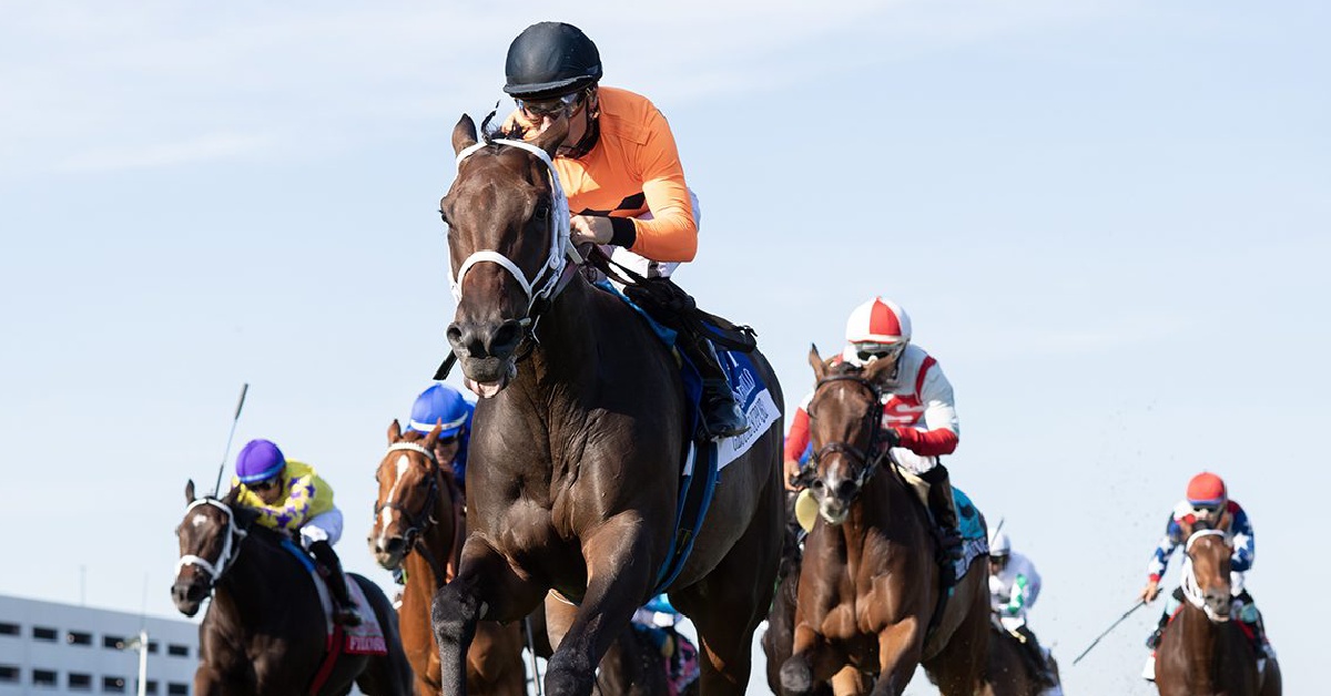 Datos para Belmont Park hoy 2 de noviembre MasterBets365 horse racing tips