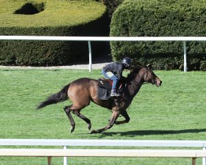 Resultados keeneland: Apuestas de caballos internacionales MasterBets365.com