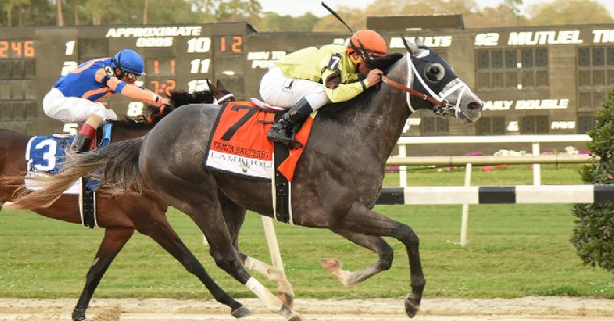 Datos para Tampa Bay Downs hoy 3 de enero  MasterBets365 Horse Racing Picks