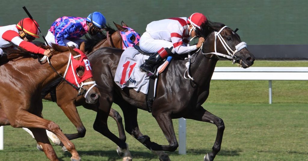 Datos fijos de Gulfstream Park hoy 15 de marzo MasterBets365 carreras americanas pronosticos