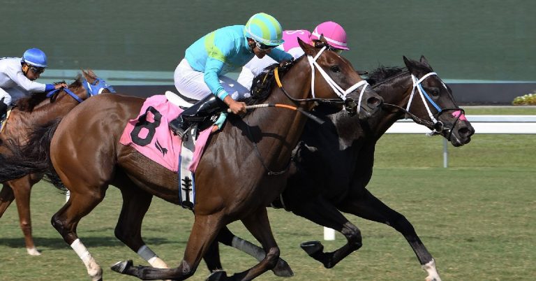 Datos para hoy Gulfstream Park picks 7 de marzo MasterBets365 carreras americanas