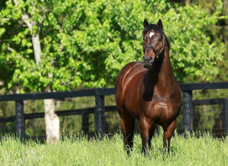 Fusaichi_Pegasus_paddock2_PRINT_Coolmore_photo